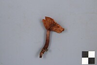 Lactarius camphoratus image